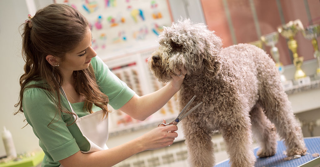 5 Steps to Take Before Investing in a Pet Franchise