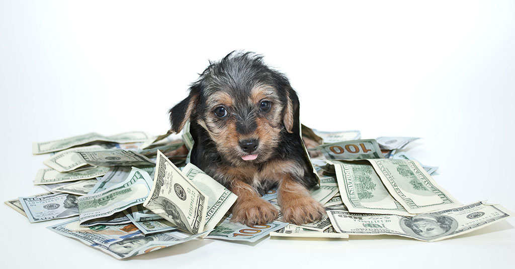 How Much Should You Invest in a Pet Franchise?