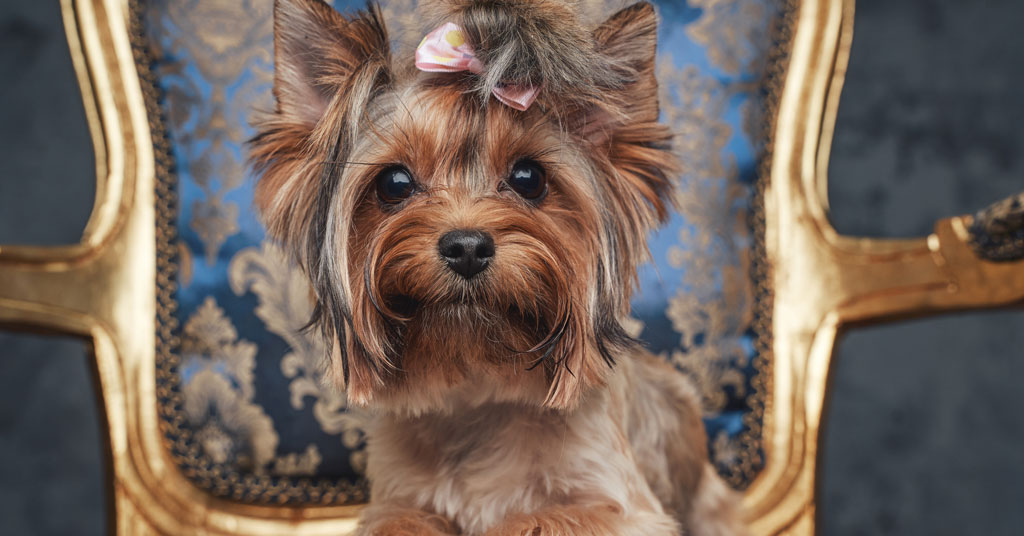 Hire Employees with a Tender Touch To Earn Trust from Pet Parents