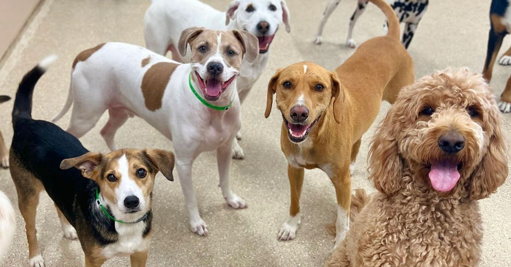 Father and Son To Open 7 K9 Resorts Luxury Pet Hotel Units