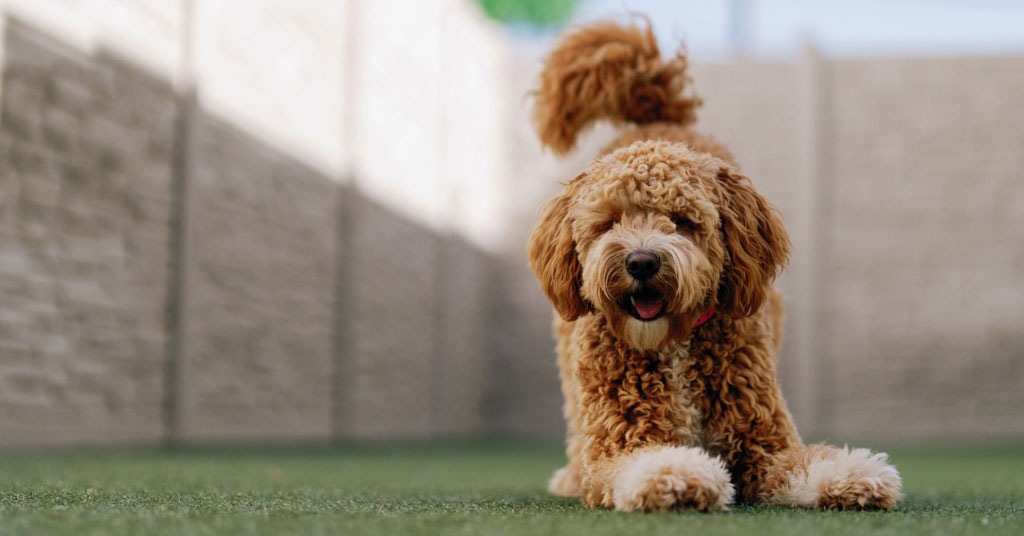 LPHI Signs 11-Unit Deal With K9 Resorts