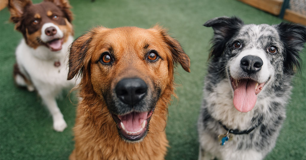 LPHI To Open Illinois' First K9 Resorts Luxury Pet Hotel