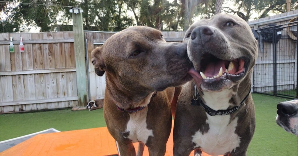 Camp Run-A-Mutt: Inspiring Dog Lovers to Become Thriving Franchise Owners
