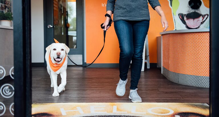 Dogtopia