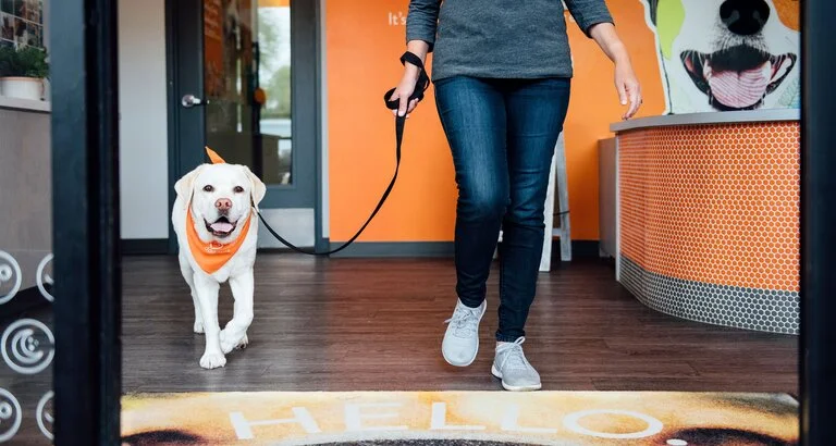 Dogtopia