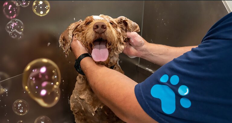 Zoomin Groomin